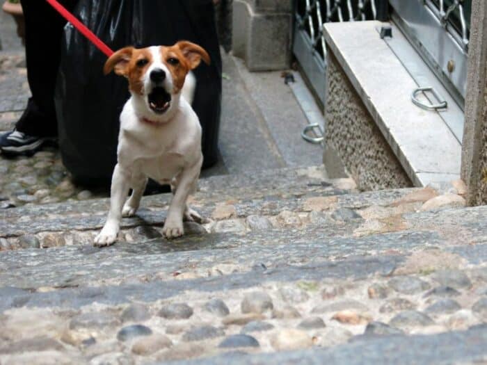 Dog Barking At People On Walks - Small dog barking at me on leash.