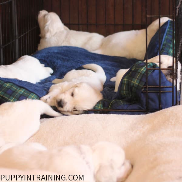 Crate Training Puppies - We start crating the pups at around 4 weeks