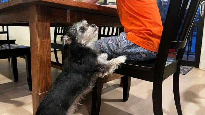 Puppy Begging - puppy feet on chair begging for food at dinner table