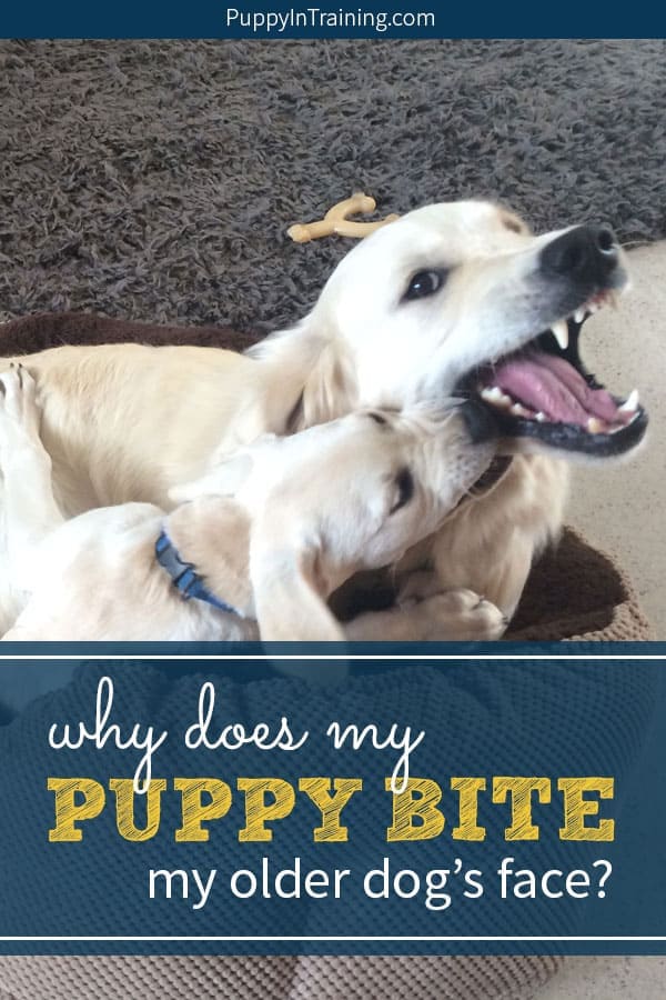 Why does my puppy bite my older dog in the face? Raven teaches Archer how to play bitey face. Here are some puppy biting training tips when a puppy engages an older dog in a game of bitey face. Of course we want to make sure everyone is safe and the game doesn’t escalate into a dog fight. #puppybiting #puppybitingtrainingtips #puppybitingstop #puppybites #puppybitesolderdog #biteyface