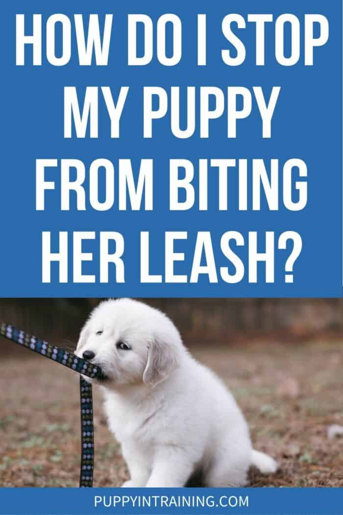 How Do I Stop My Puppy From Biting Her Leash? - White puppy biting her leash