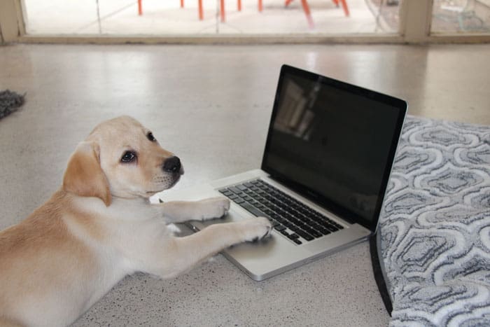 Puppy Blogging