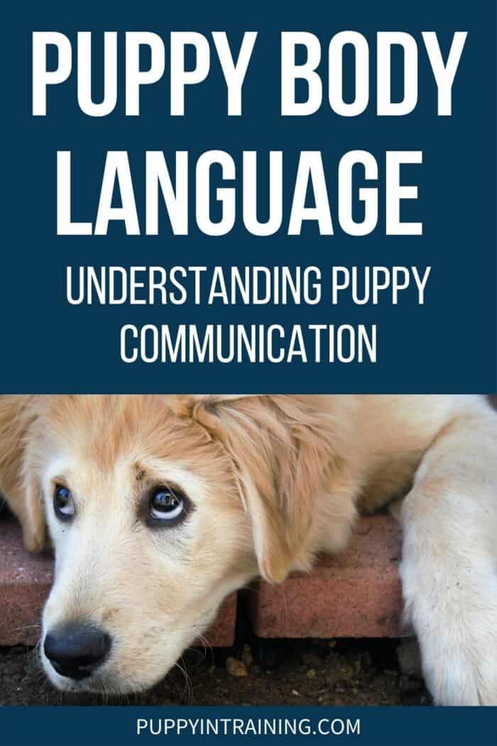 Puppy Body Language - Understanding Puppy Communication - Golden puppy looking up