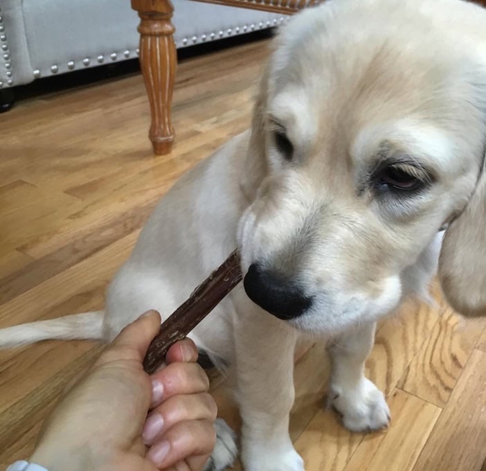 A client puppy chewing on a bully stick