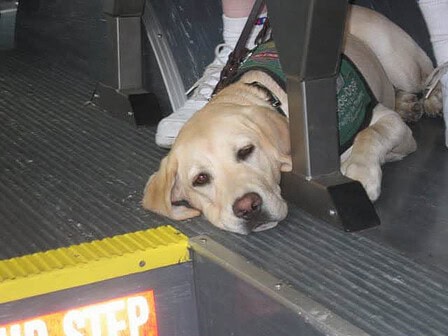 Puppy In Bus