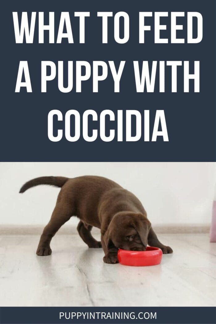 What To Feed A Puppy With Coccidia - Chocolate Lab puppy eating from a red bowl