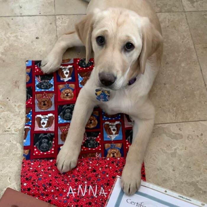 Yellow Lab with Certificate