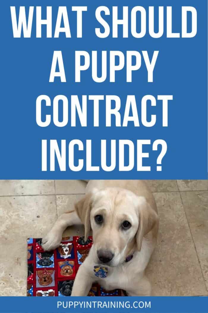 What Should A Puppy Contract Include? - yellow lab puppy lying on blanket looking up.