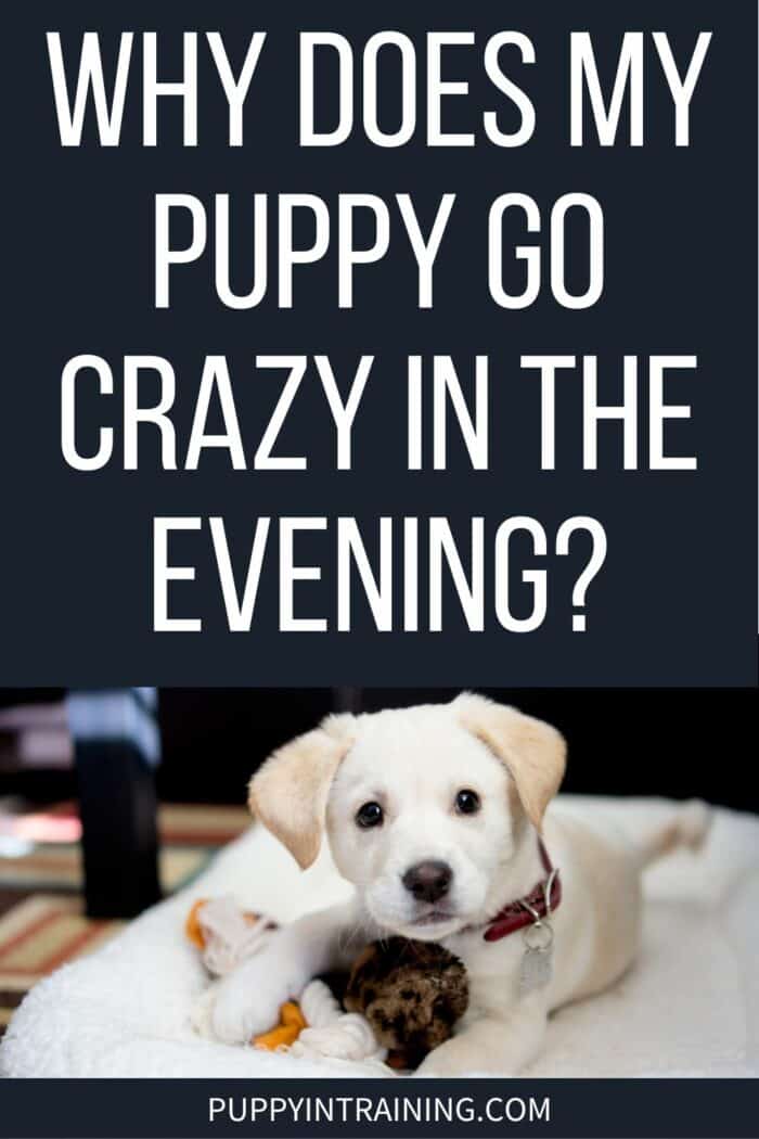 Why Does My Puppy Go Crazy In The Evening? - cute puppy, or crazy puppy? - white puppy lying on bed with toy.