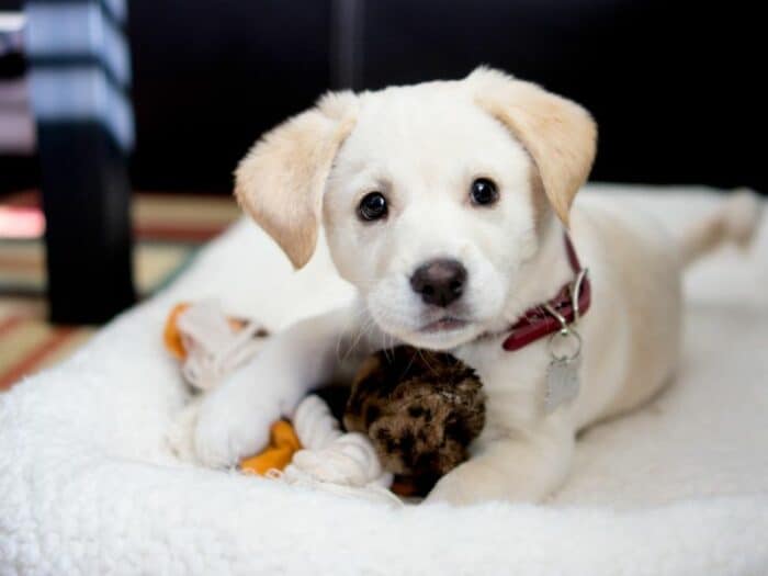 Puppy Crazy At Night - white puppy lying down in bed with toy in paws.