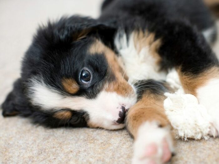 Puppy Daily Routine - tri-color puppy lying on ground