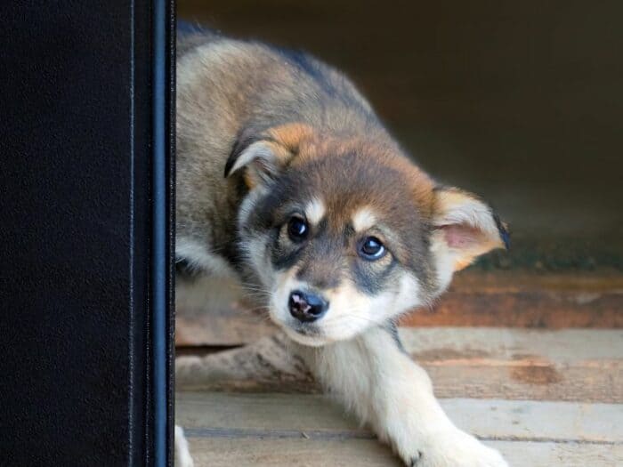 Puppy Fear - puppy fearfully looking around a black screen