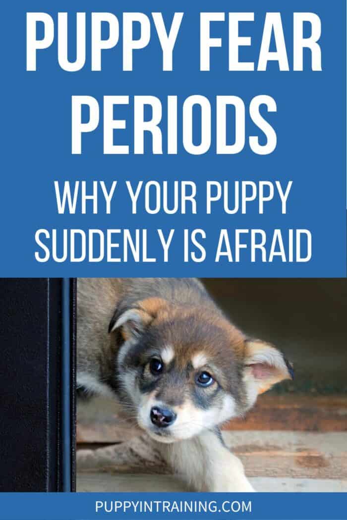 Puppy Fear Periods - Why Your Puppy Suddenly Is Afraid - puppy fearfully looking around a black screen.