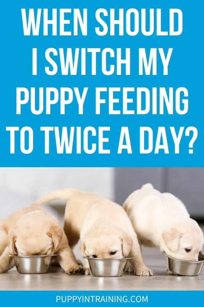 When Should I Switch My Puppy Feeding to Twice A Day? Three yellow Lab puppies eating in a row