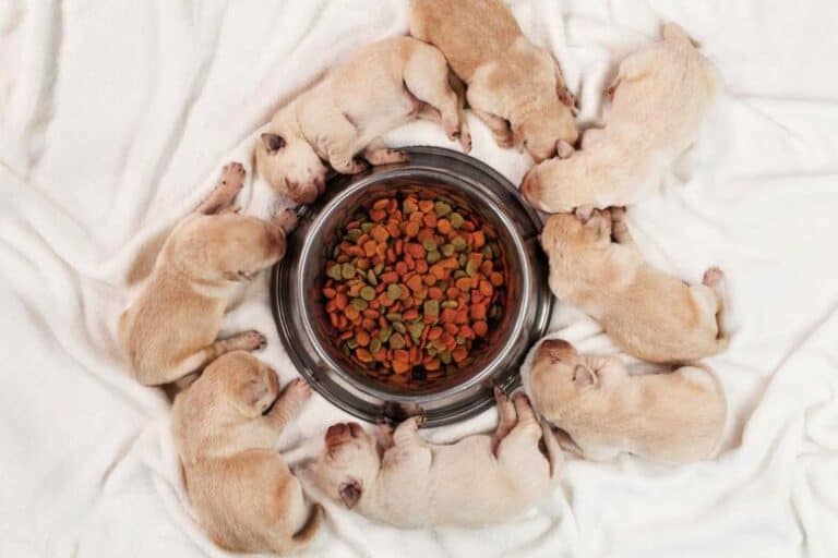 Puppy Food vs Adult Food: What’s The Difference?