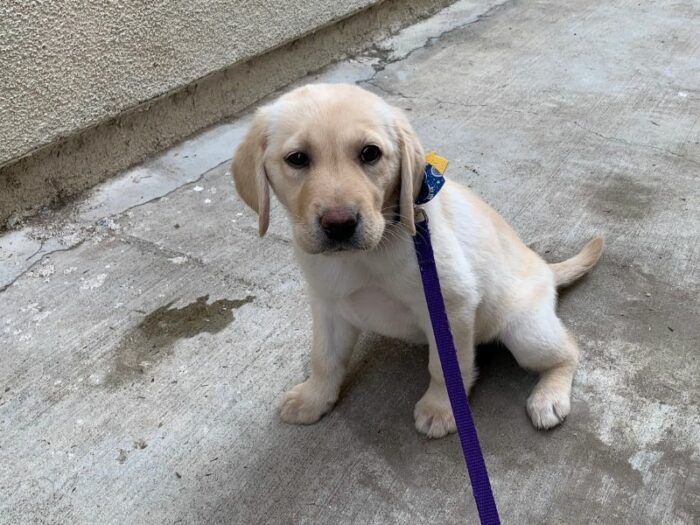 Puppy, Anna's first time going potty at her new home - yellow lab squatting on concrete to go potty.