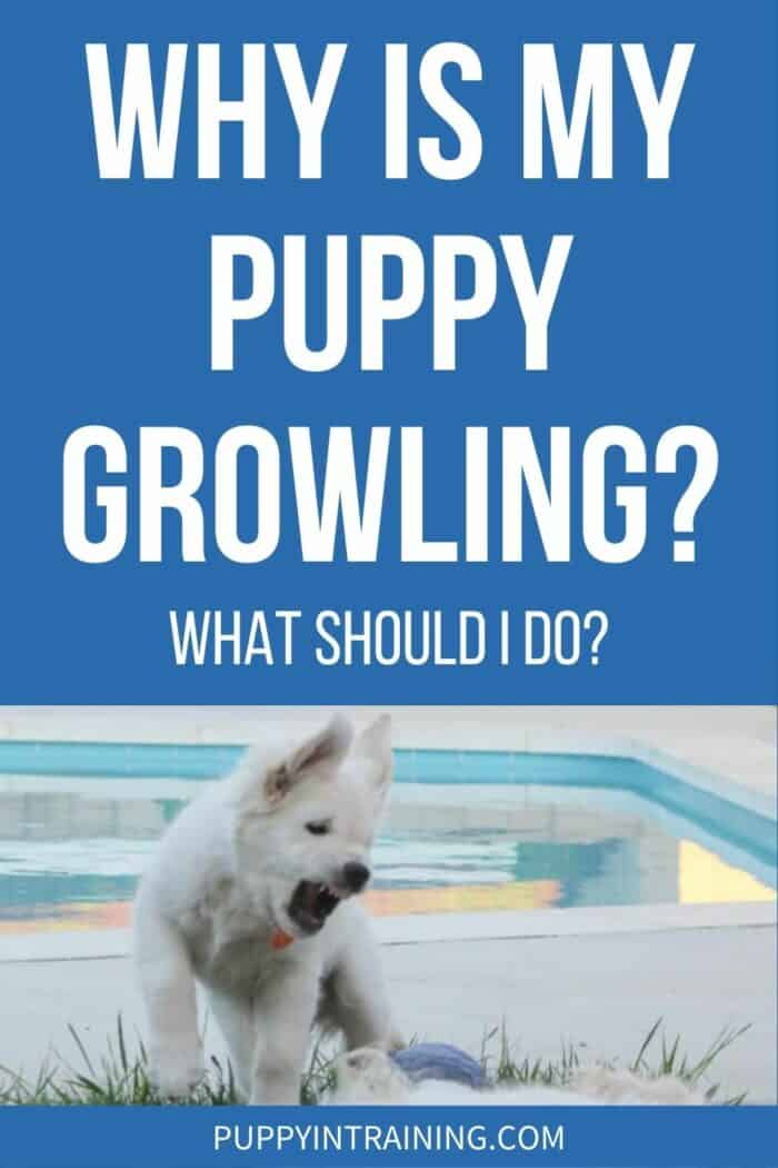 Why Is My Puppy Growling? What Should I Do? - Golden Retriever puppy growling at older dog lying on the ground.