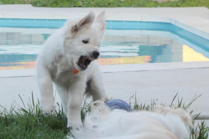 Puppy Growling - Golden Retriever play growling at older dog with swimming pool in background