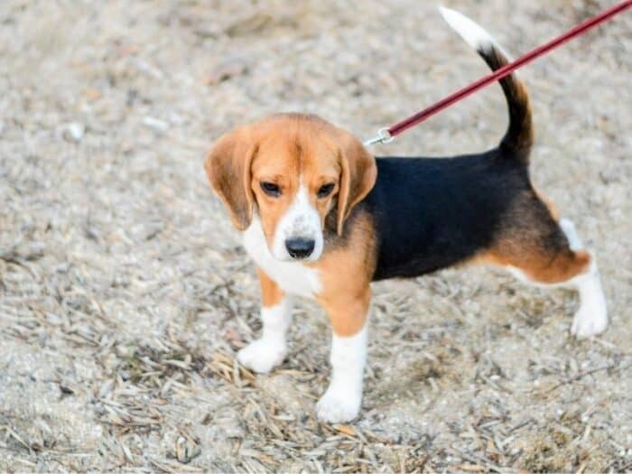 Beagle Pulling On Leash