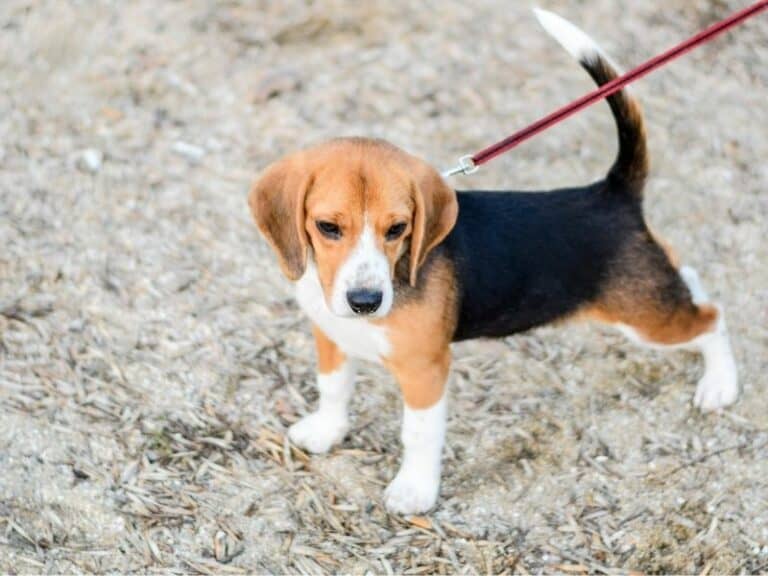 How To Train A Puppy To Walk On A Leash