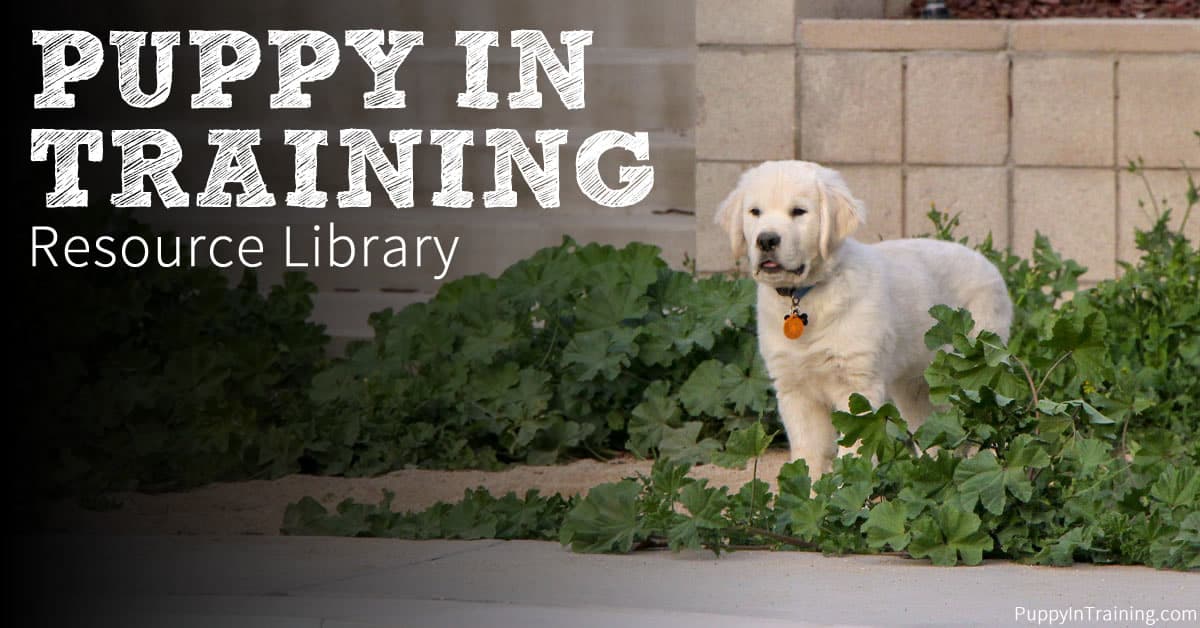 Golden Puppy waiting in the weeds