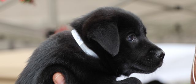 7 Reasons Why You Should Adopt A Rescue Puppy