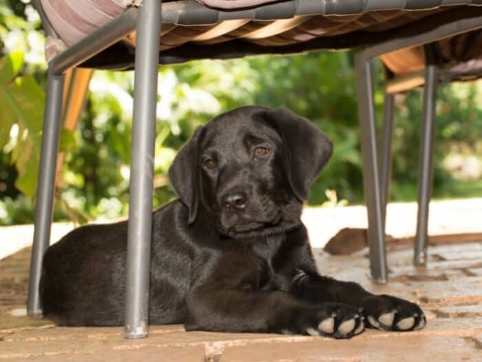 Puppy Names Starting With A - Black Lab puppy lying down underneath a chair.