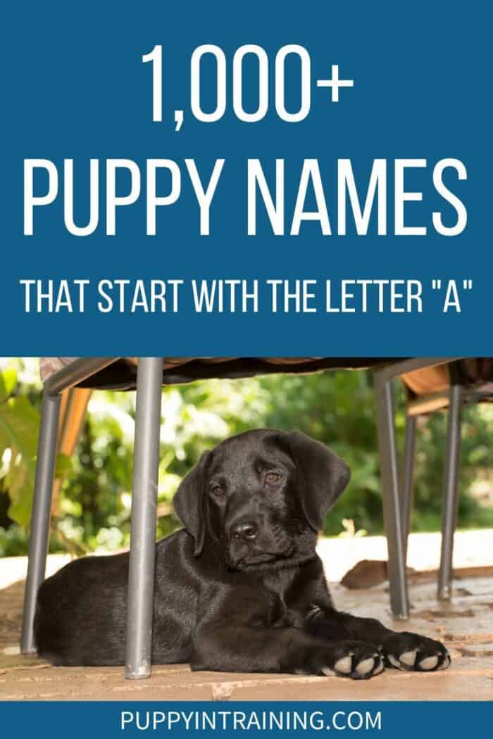 1000+ Puppy Names That Start With The Letter "A" - Black Lab puppy lying down outside underneath a chair.