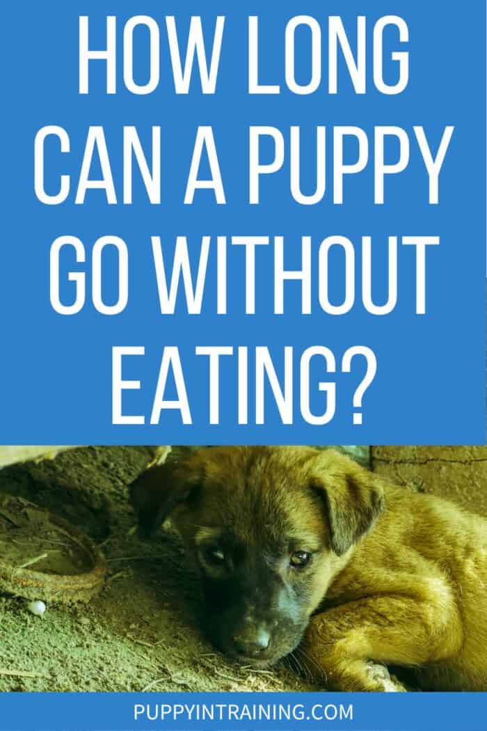 How Long Can A Puppy Go Without Eating? - Puppy lying in the dirt