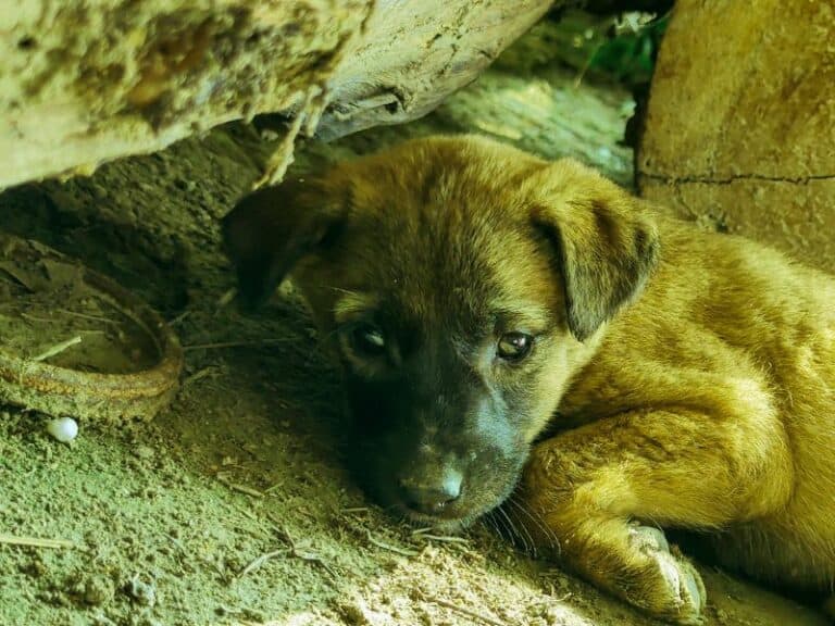 How Long Can a Puppy Go Without Eating?