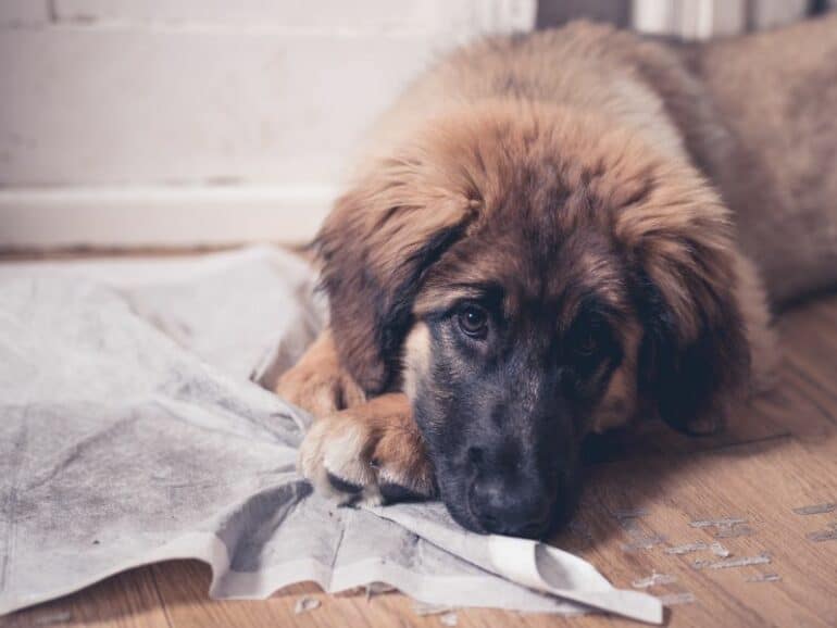 Puppy lying down on pee pad.