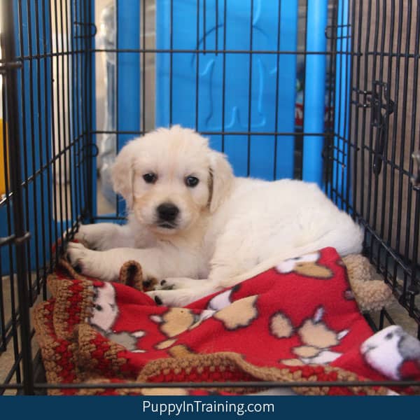 How can I get my puppy to stop peeing in her crate?