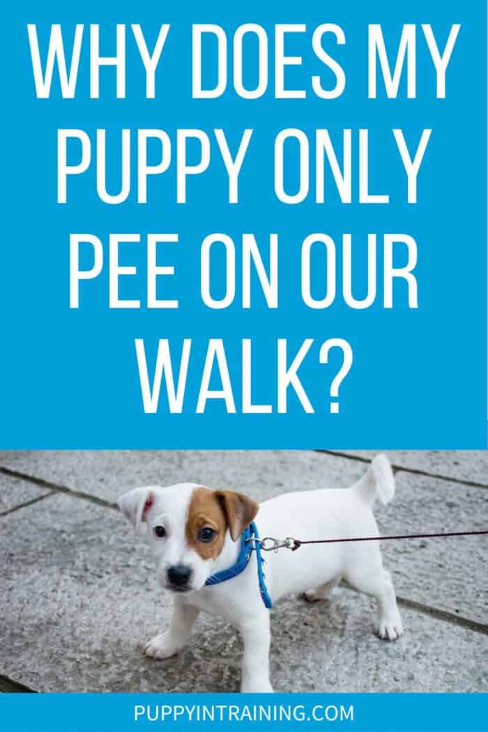 Why Does My Puppy Only Pee On Our Walk? - White puppy with brown patch on eye standing on leash