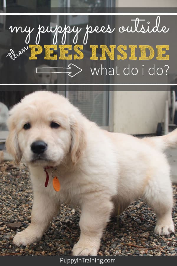 My puppy pees outside then pees inside!? What should I do? We’ve had dozens of puppies and when working on their potty training we’ve definitely been down this path. It’s more common then you might think and all it takes to solve is a little bit of patience. #puppypeesoutsidetheninside #pottytrainingapuppy #housetraining #puppyaccidents #puppypottytraining #stoppeepoop #housetrainingapuppy