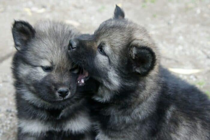 Puppies play biting