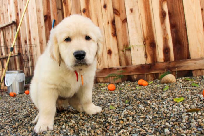 How Often Do Puppies Poop? - Golden Retriever puppy pooping on gravel