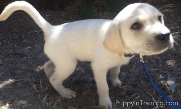 Puppies need a potty schedule. Just ask Archer.