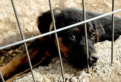 Dog Abandonment