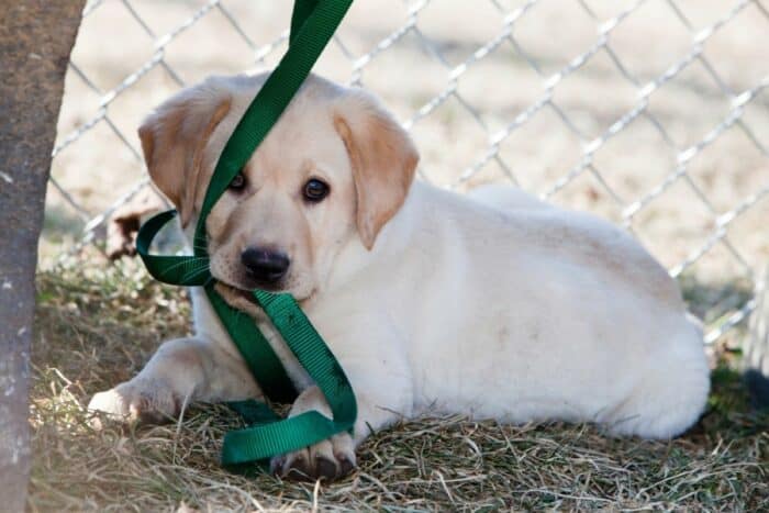 Yellow Lab puppy on the grass pulling on leash with his mouth