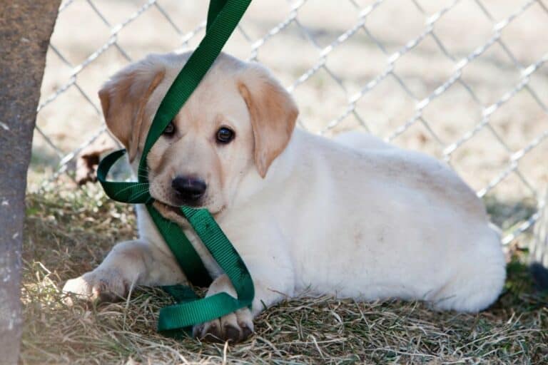 How To Stop Your Dog From Pulling on the Leash