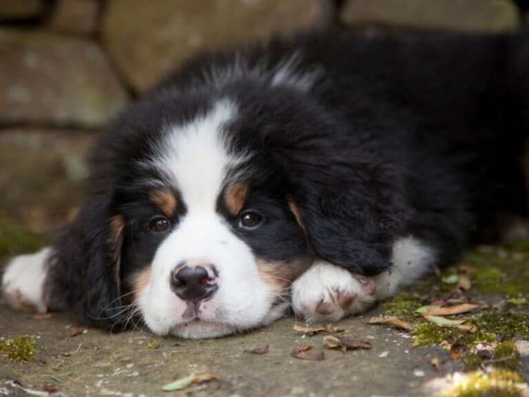 14 Questions to Ask When Buying a Puppy