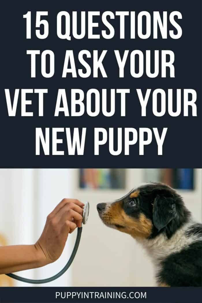 15 Questions To Ask Your Vet About Your New Puppy - Tri Color puppy sniffing hand holding stethoscope