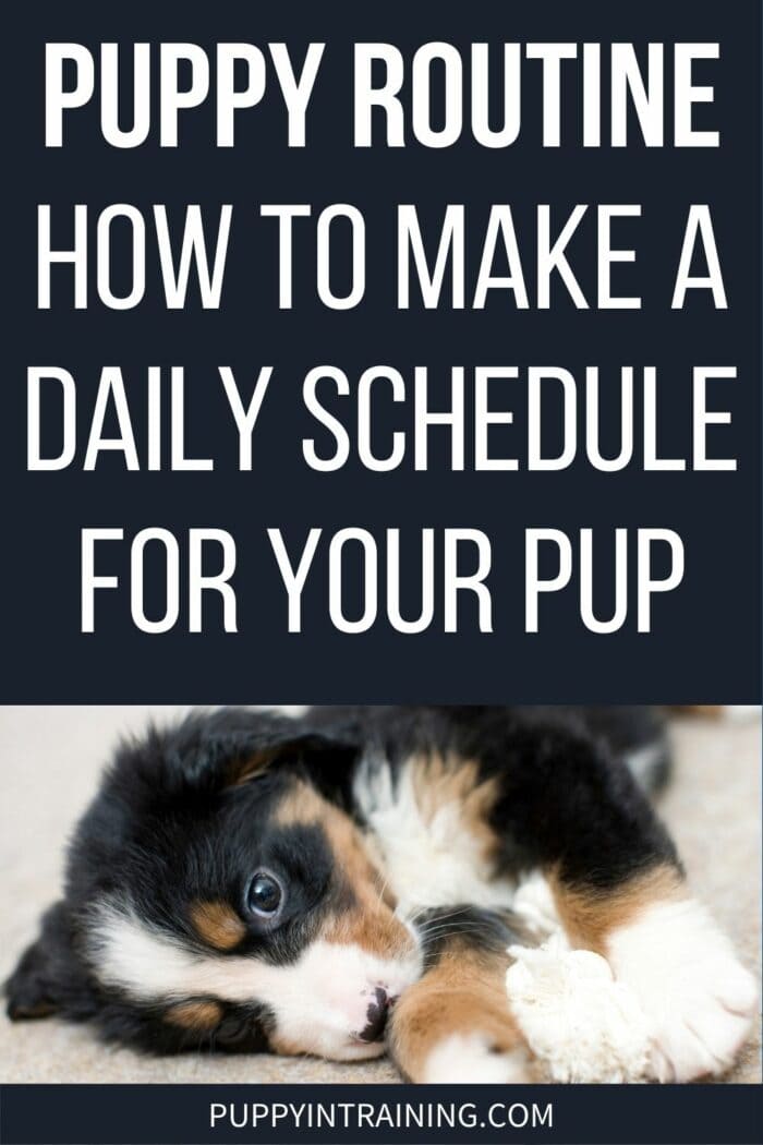 Puppy Routine - How To Make A Daily Schedule For Your Pup - Tri-color puppy lying on the floor