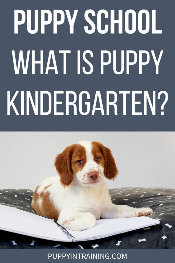 Puppy School - What Is Puppy Kindergarten? - brittany spaniel on bed with notebook