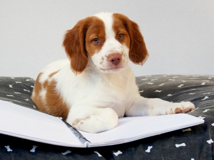 Puppy School - brittany spaniel on bed with notebook