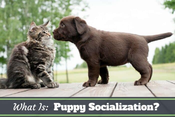 What is puppy socialization: First meeting with a kitten