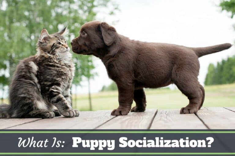 What Is Puppy Socialization? Why Is It So Important?