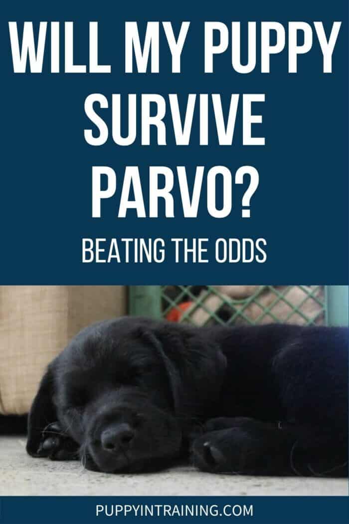 Will My Puppy Survive Parvo? - Beating The Odds - Black lab puppy sleeping on the concrete floors.