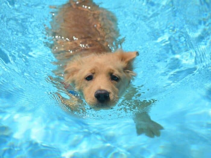 Golden puppy swimming in pool