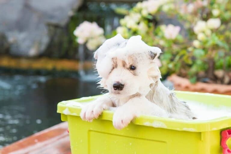 When Can You Give A Puppy A Bath – A Step-By-Step Guide